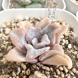 クリスペート　ビューティー,多肉植物,多肉棚,庭の画像