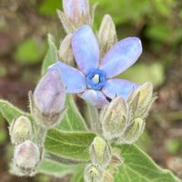 ハイビスカス,ブルースター,オキシペタラム,ルリトウワタ,季節を楽しむの画像