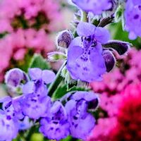 ネペタ・ファーセニー,キャットミント,切り花,庭の画像