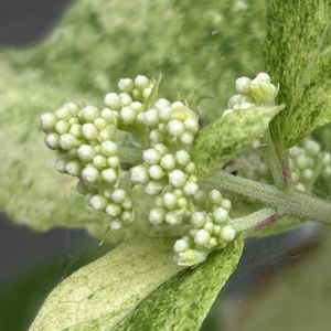 鉢植え,ガーデニング,カラーリーフ,花木,シェードガーデンの画像