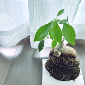 ガジュマル,苔玉,小さい,たくましい,静かな梅雨の朝の画像