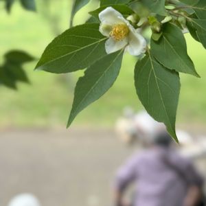 キンシバイ,ヒメシャラ,シャラの木   夏椿,カマキリの子ども,タイリンキンシバイ（ヒペリカム・ヒドコート）の画像