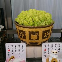 セダム,リメ鉢,毎月5日は群生の日,ベランダの画像
