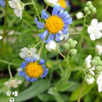 オンファロデス,バラ  カラーオブジュピター,キングフィッシャー デージー,甘小丸スイカ,種まきの画像
