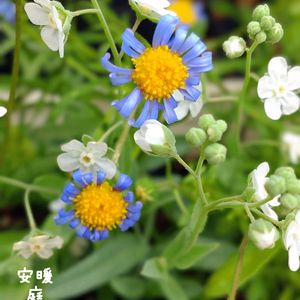 オンファロデス,バラ  カラーオブジュピター,キングフィッシャー デージー,甘小丸スイカ,種まきの画像