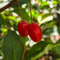 グミ,果実,フルーツ,季節の花,季節の風物詩の画像