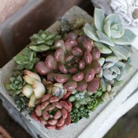 寄せ植え,多肉植物,多肉大好き,ガーデニング,マイガーデンの画像