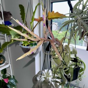 カーリースリム,カーリースリム,エアプランツ,チランジア属,エアプランツの花の画像