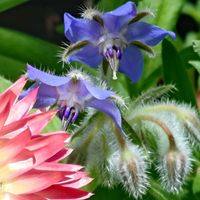 ボリジ,ボリジ,ヘリクリサム,ボリジ 白花,ヘリクリサム　コロロの画像