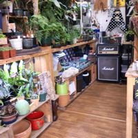 多肉植物,ウラボシ科,ビカクシダ属,食中植物,塊根の画像