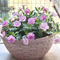 カリブラコア,カリブラコア カメレオン,色変わりカリブラコア Wティクルピンク,可愛い,ピンクの花の画像