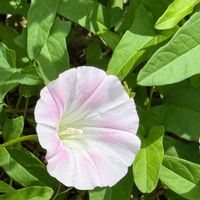 ヒルガオ,ひるがお,優しい色,嬉しい出会い,癒されての画像