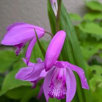 シラン,庭の片隅に,優雅な花姿の画像