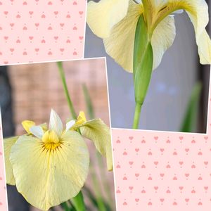 キンシバイ,ビヨウヤナギ,ユリ,ミニバラ,花菖蒲の画像