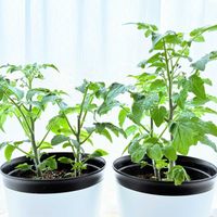 ミニトマト,実のなる植物,花のある暮らし,緑のある暮らし,リビング・ダイニングの画像