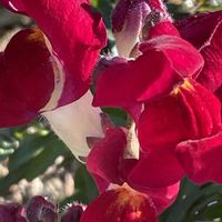 キンギョソウ,花壇,ガーデニング,山野草,オオバコ科の画像