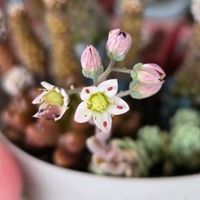セダム属 マジョール,多肉植物,セダム属,多肉の寄せ植え,マジョールの画像