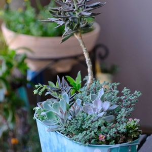 多肉植物,ベランダガーデニング,多肉植物のある暮らし,癒し…♡,可愛い❤の画像