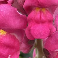 キンギョソウ,花壇,ガーデニング,山野草,オオバコ科の画像