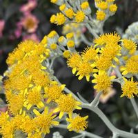 シロタエギク,ビオラ,癒し,花のある暮らし,応援花❤️の画像