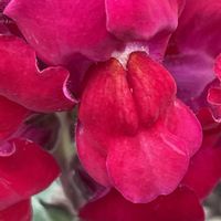 キンギョソウ,花壇,ガーデニング,山野草,オオバコ科の画像