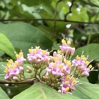 ムラサキシキブ,ご近所,見つけた！,木の花の画像