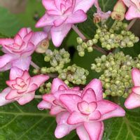 アジサイ,ソテツ,さつきの画像
