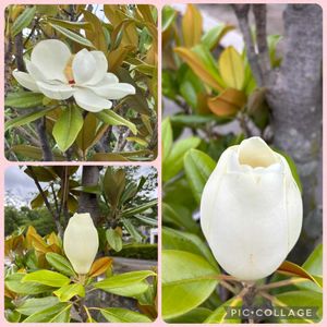 タイサンボク,タイサンボク,薔薇のシュート,らっきょ の甘酢漬け,らっきょ の甘酢漬けの画像