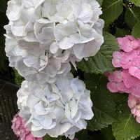 アジサイ,ナツメ,ナツメ,柚子,柚子の画像