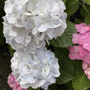アジサイ,ナツメ,ナツメ,柚子,柚子の画像