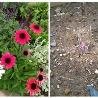 エキナセア,コンニャク,花のある暮らし,家庭菜園,庭の画像