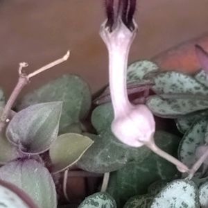 多肉植物,ベランダガーデン,癒し,金曜日の蕾たちの画像
