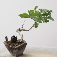 盆栽,小品盆栽,山野草,バルコニー/ベランダの画像