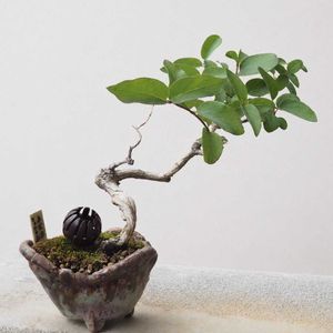 盆栽,小品盆栽,山野草,バルコニー/ベランダの画像