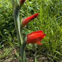 グラジオラス,赤いお花,天草市,季節の花便りの画像