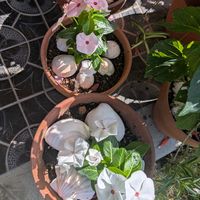 サルビア,日々草,白いお花,ピンク色のお花,赤いお花の画像