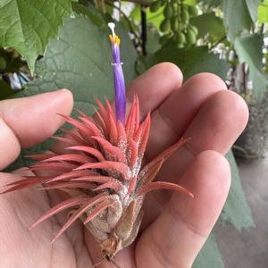 チランジア,イオナンタ,エアプランツの画像