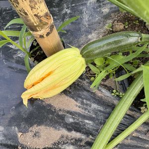 ズッキーニ,鉢植え,花が好き,無農薬❤家庭菜園,我が家の野菜畑の画像