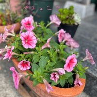 ペチュニア,鉢植え,花壇,ガーデニング,玄関アプローチの画像