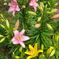百合,花壇の画像