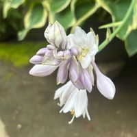 ギボウシ,ギボウシ‘寒河江（サガエ）,庭　にわ,おうち園芸の画像