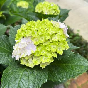 紫陽花,紫陽花,ガーデニング,グランドカバー,テラスの画像