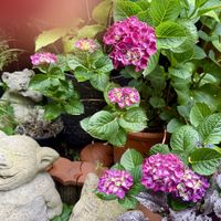 ハイドランジア ディープパープル,鉢植え,ガーデニング,紫陽花 アジサイ あじさい,おひとり様の画像