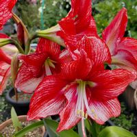 アマリリス,おうち園芸,記録pic,庭の画像