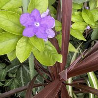 ニオイバンマツリ,コルジリネ,可愛い,癒し,花のある暮らしの画像