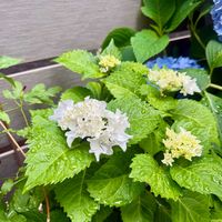 ハイドランジア サーファー ホワイトウェイブス,鉢植え,ガーデニング,紫陽花 アジサイ あじさい,おひとり様の画像