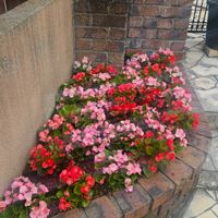 インパチェンス,ベゴニア,花のある暮らし,チーム福岡,おうち園芸の画像