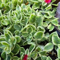 ベビーサンローズ(斑入り),可愛い,我が家のお花,笑顔になれる♪,ラブリー♡の画像