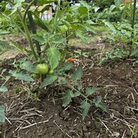 トマト,マリー  ゴールド,家庭菜園の画像
