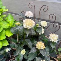 ハイドランジア ブラックダイヤモンドシリーズ ライトマイファイヤー,鉢植え,ガーデニング,紫陽花 アジサイ あじさい,おひとり様の画像